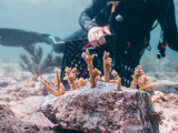 Dai coralli alle mangrovie, le Bahamas a tutela della propria biodiversità